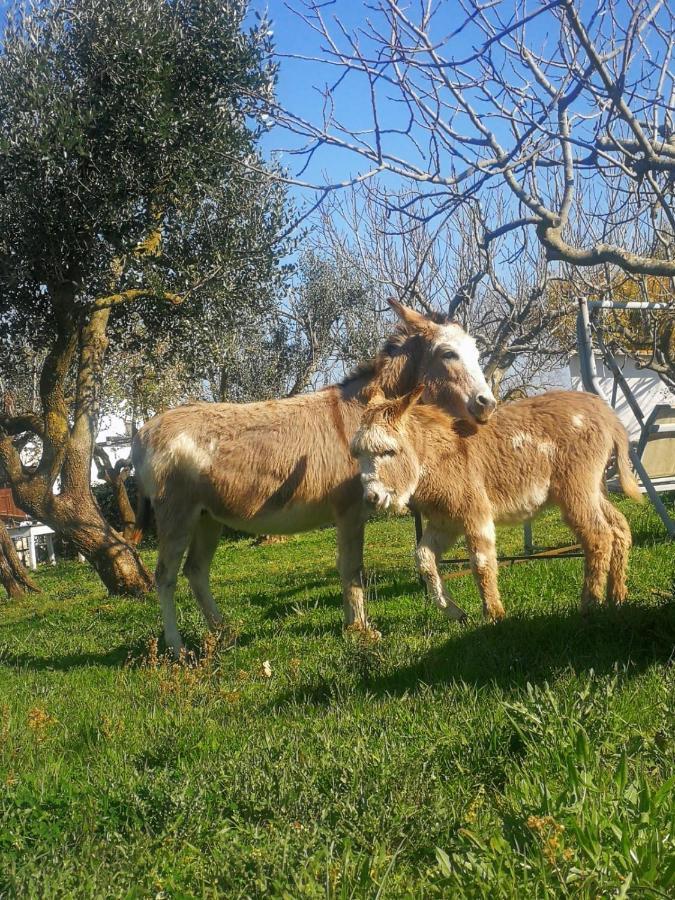 Masseria La Gatta Matta *