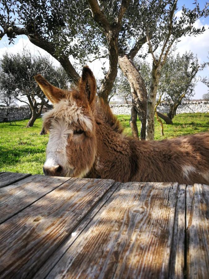 Masseria La Gatta Matta * Noci